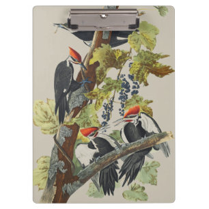 Vintage Audubon Pileated Woodpecker Bird Art Clipboard