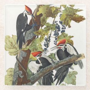 Vintage Audubon Pileated Woodpecker Bird Art Glass Coaster