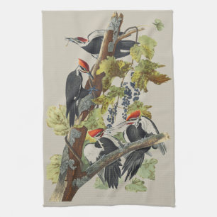 Vintage Audubon Pileated Woodpecker Bird Art Kitchen Towel
