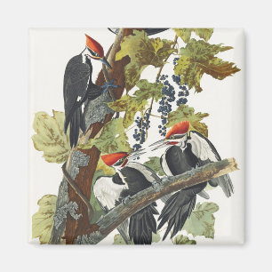 Vintage Audubon Pileated Woodpecker Bird Art Magnet