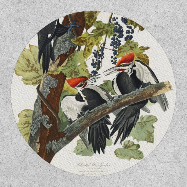 Vintage Audubon Pileated Woodpecker Bird Art Patch (Front)