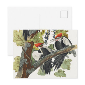Vintage Audubon Pileated Woodpecker Bird Art Postcard