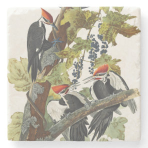 Vintage Audubon Pileated Woodpecker Bird Art Stone Coaster