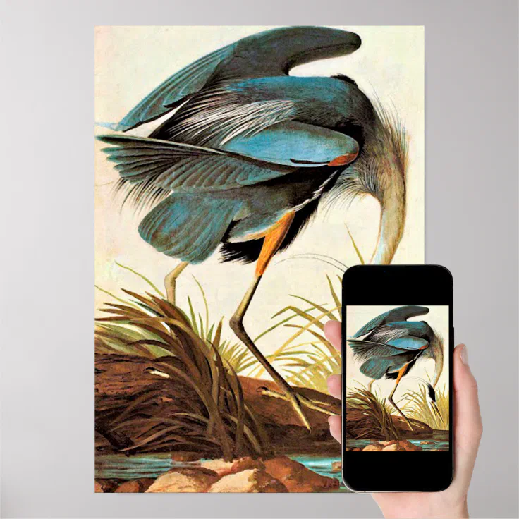 Vintage Audubon Poster Zazzle