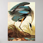 Vintage Audubon Poster at Zazzle