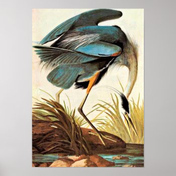 Vintage Audubon Poster by KathiAnn at Zazzle