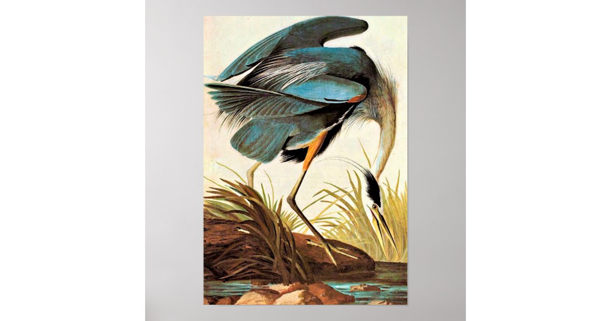 Vintage Audubon Poster Zazzle