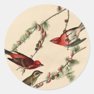 Vintage Audubon Purple Finch Bird Painting Gift Classic Round Sticker