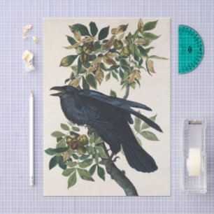 Vintage Audubon Raven Bird Nature Art Tissue Paper