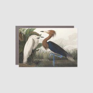 Vintage Audubon Reddish Egret Bird Art Car Magnet