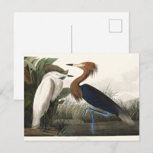 Vintage Audubon Reddish Egret Bird Art Postcard