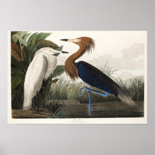 Vintage Audubon Reddish Egret Bird Art Poster