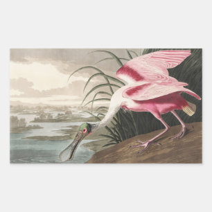 Vintage Audubon Roseate Spoonbill Bird Art Rectangular Sticker