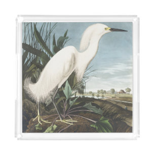 Vintage Audubon Snowy Heron White Egret Bird Art Acrylic Tray