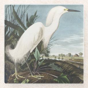 Vintage Audubon Snowy Heron White Egret Bird Art Glass Coaster
