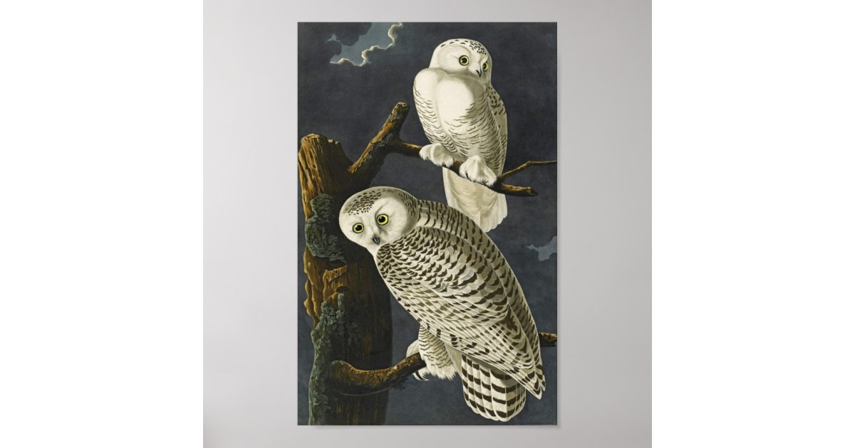 Vintage Audubon Snowy Owl Poster Print | Zazzle