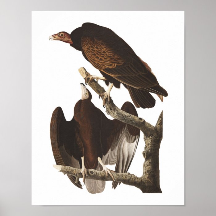 Vintage Audubon Turkey Vulture Poster Print