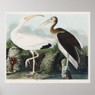 Vintage Audubon White Ibis Bird Nature Art Poster