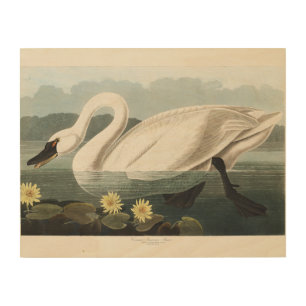 Vintage Audubon White Swan Water Lily Art