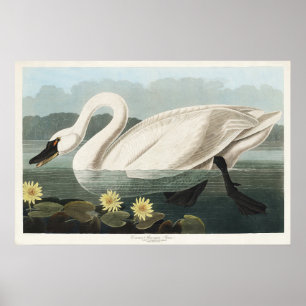Vintage Audubon White Swan Water Lily Art Poster