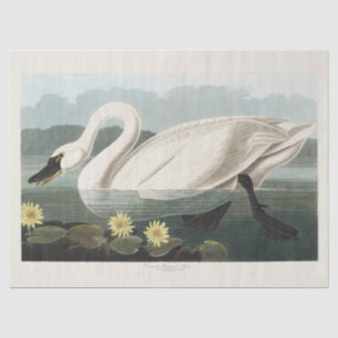 Vintage Audubon White Swan Water Lily Art Tissue Paper