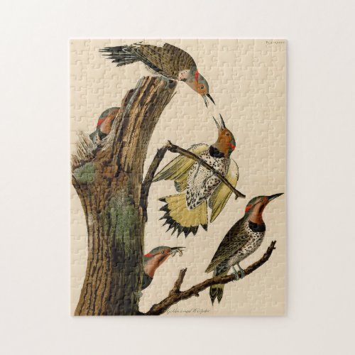 Vintage Audubon Yellow_Shafted Flicker Painting Jigsaw Puzzle