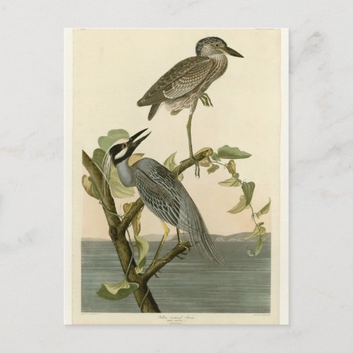 Vintage Audubons Yellow crowned night heron paint Postcard