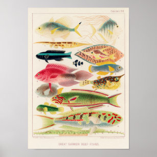 Vintage Australia Great Barrier Reef Fishes 6 Poster