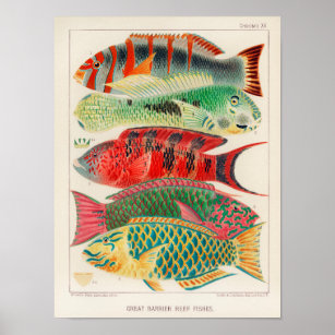 Vintage Australia Great Barrier Reef Fishes Poster