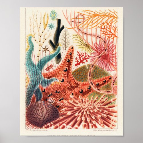 Vintage Australia Great Barrier Reef Fishes Poster