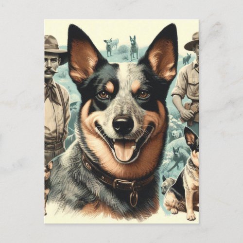 Vintage Australian Cattle Dog Illustration Postcard