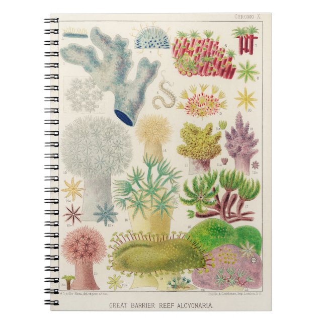 Vintage Australian marine biology illustration - g Notebook (Front)