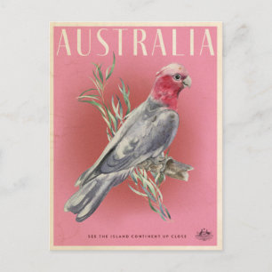 Vintage Australian Parrot Travel Postcard