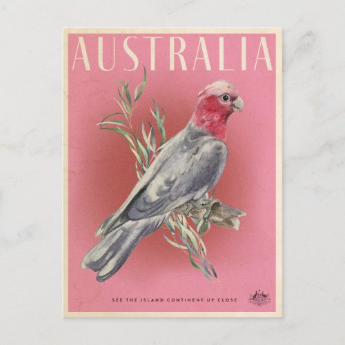 Vintage Australian Parrot Travel  Postcard