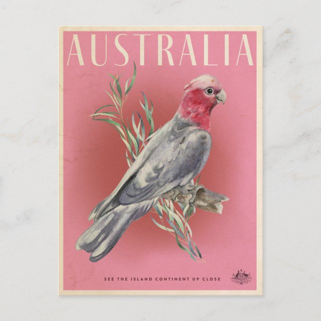 Vintage Australian Parrot Travel  Postcard (Front)