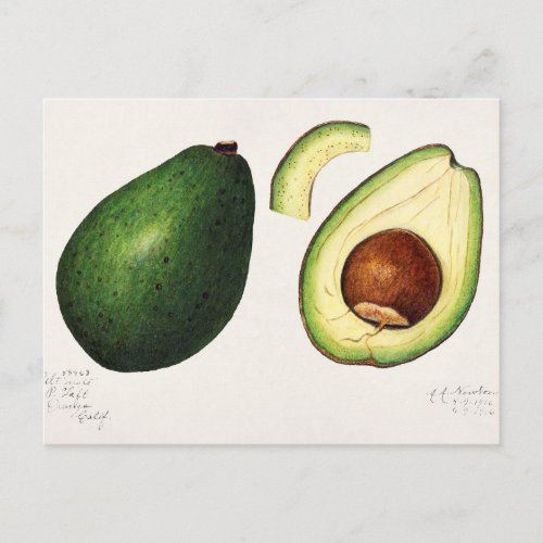 Vintage Avocado Illustration Postcard