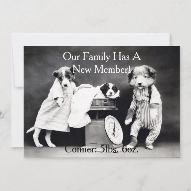 Vintage  B&W Dogs New Puppy Announcement (Front)