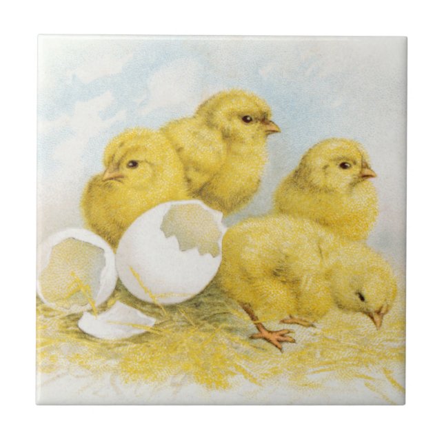 Vintage Baby Chickens Ceramic Tile (Front)