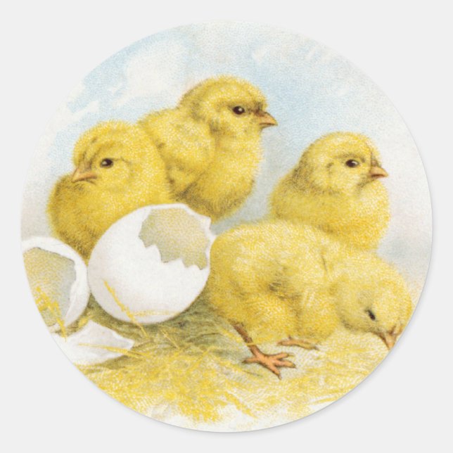 Vintage Baby Chickens Classic Round Sticker (Front)
