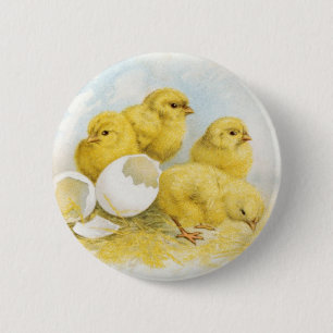Vintage Baby Chickens Pinback Button