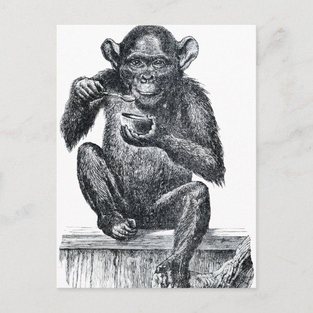 Vintage Baby Chimpanzee Drawing Postcard (Front)