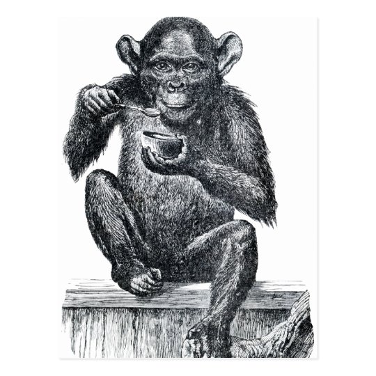 old chimpanzee drawing