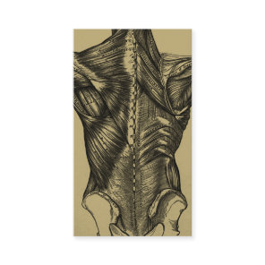 Vintage Back Anatomy Business Cards