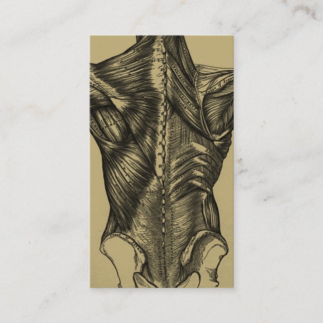 Vintage Back Anatomy Business Cards (Front)