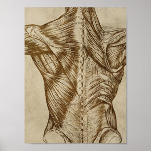 Vintage Back Anatomy Poster Medical Muscles Print
