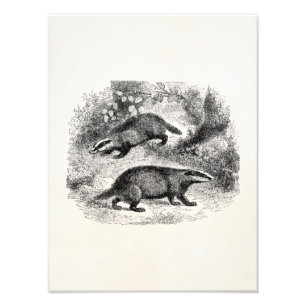 Vintage Badger 1800s Badgers Illustration Photo Print