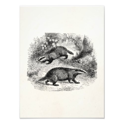 Vintage Badger 1800s Badgers Illustration Photo Print