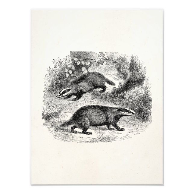 Vintage Badger 1800s Badgers Illustration Photo Print (Front)