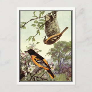 Vintage Baltimore Oriole by Robert Bruce Horsfall Postcard