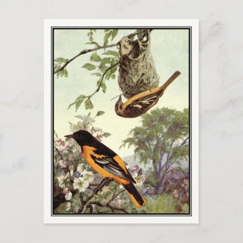 Vintage Baltimore Oriole by Robert Bruce Horsfall Postcard